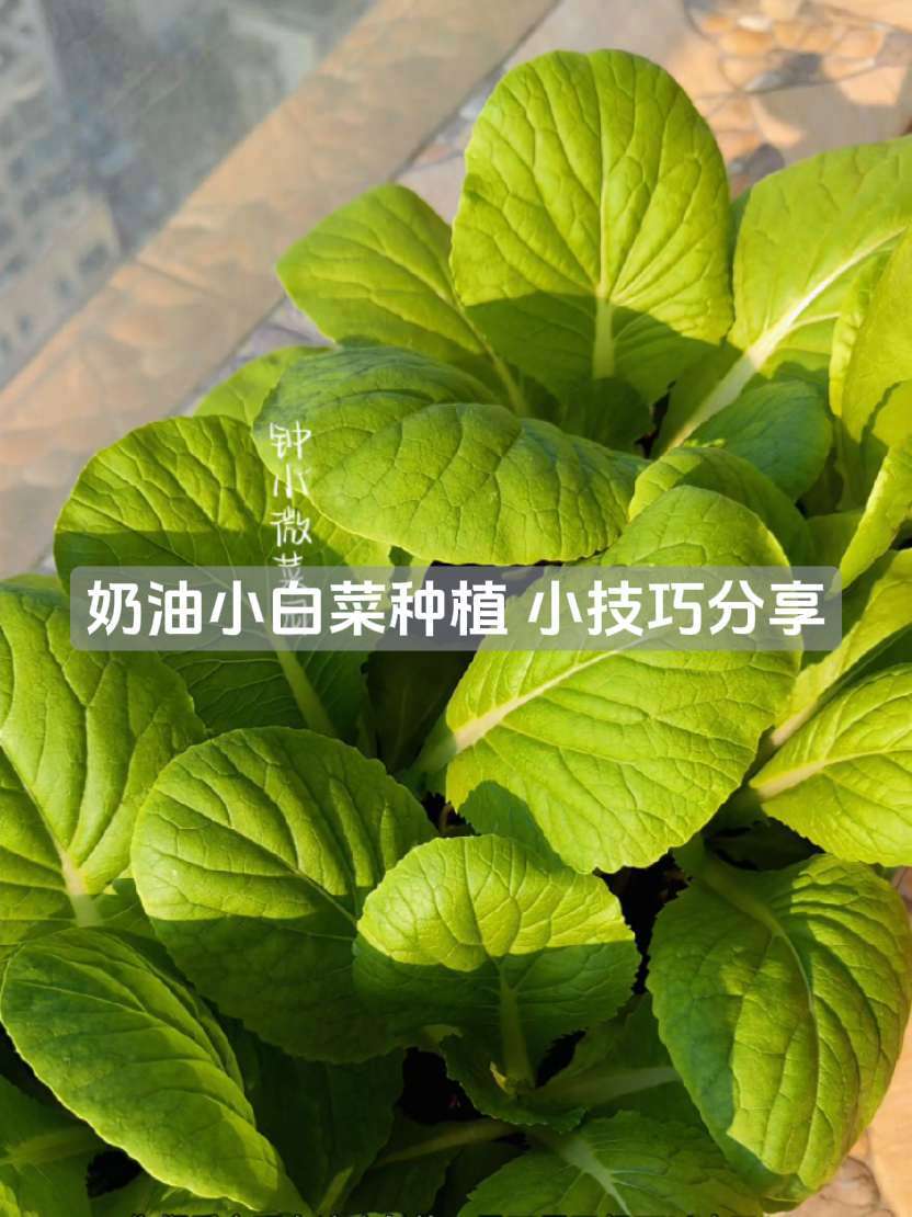 种植小技巧 盆栽蔬菜 阳台种菜 奶油小白菜