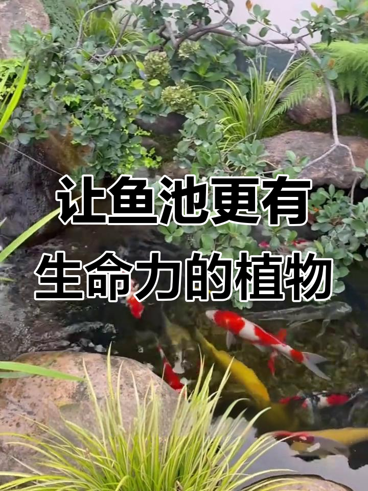 鱼池水景植物搭配指南,打造生机盎然的庭院景观