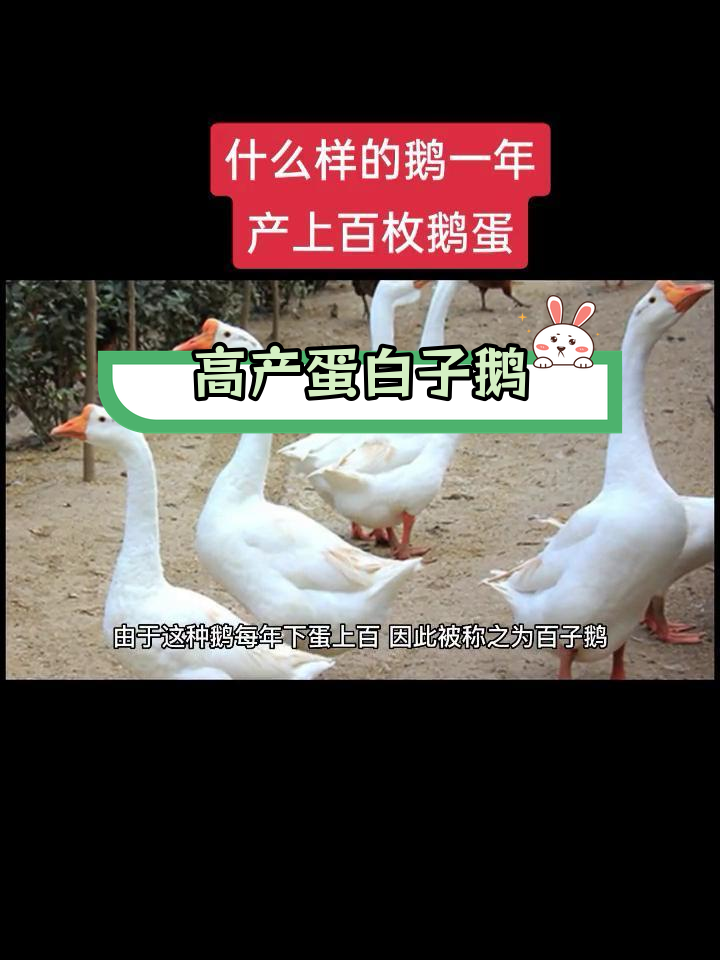 一年产蛋上百枚的鹅品种揭秘