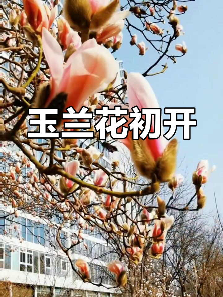 早春玉兰静悄悄绽放,西钓鱼台码头迎新绿