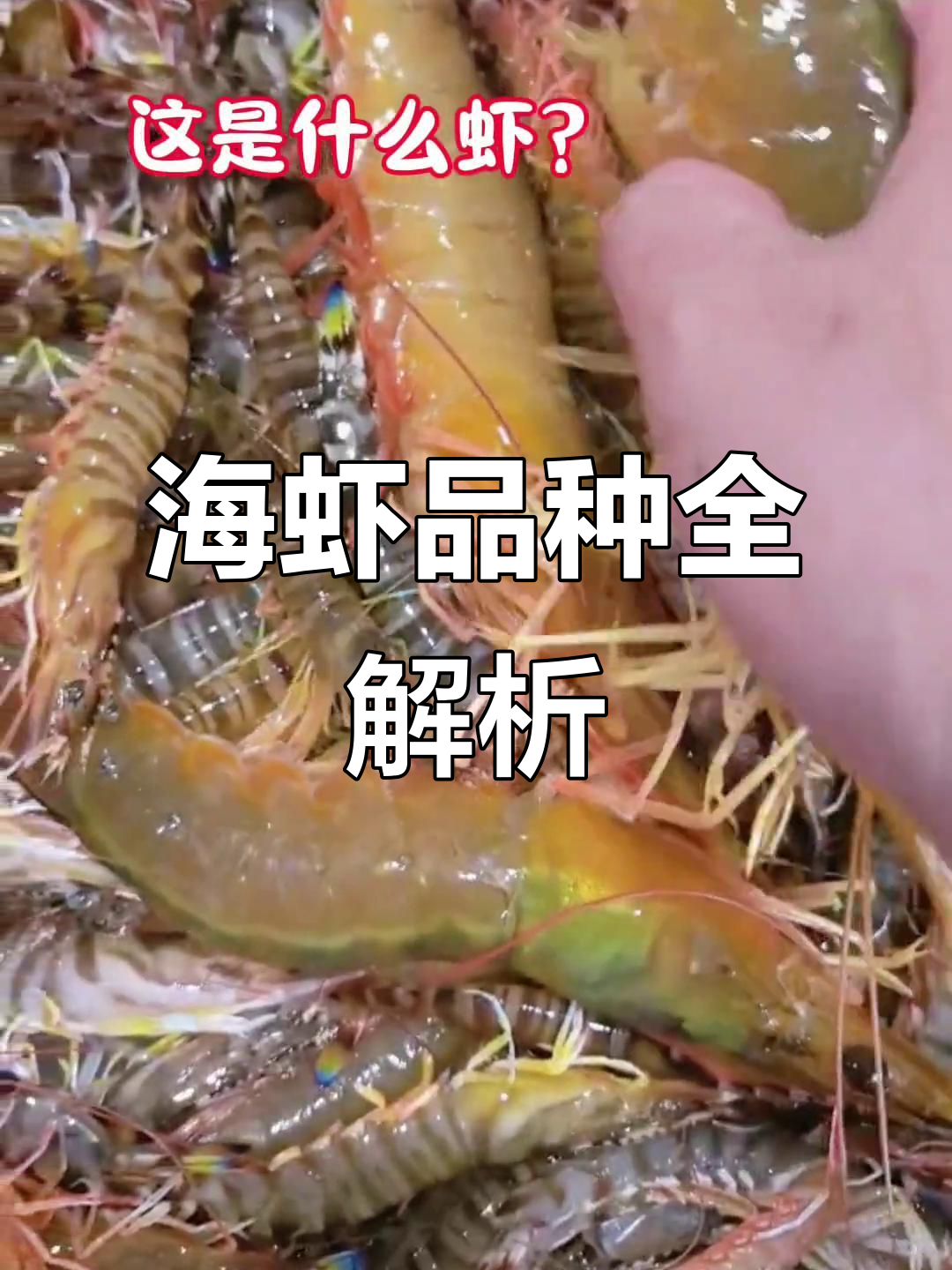 海鲜虾类大揭秘!从樱花到鬼虾,一网打尽