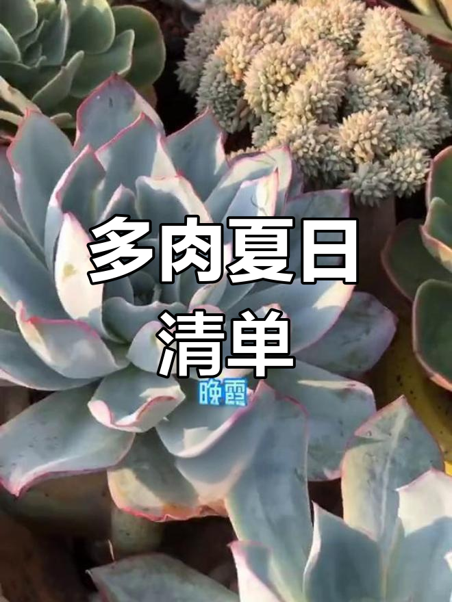 夏季多肉推荐,皮实又耐热,欢迎补充!