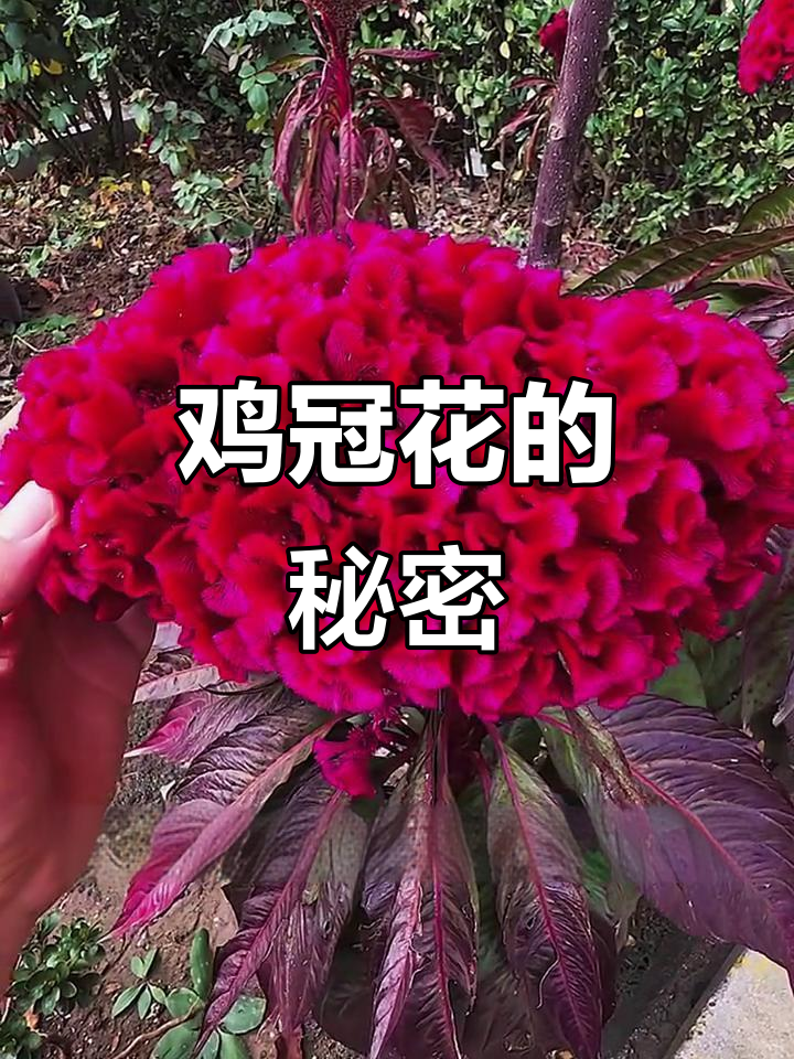 鸡冠花不仅是观赏植物,还能蒸瘦肉吃!