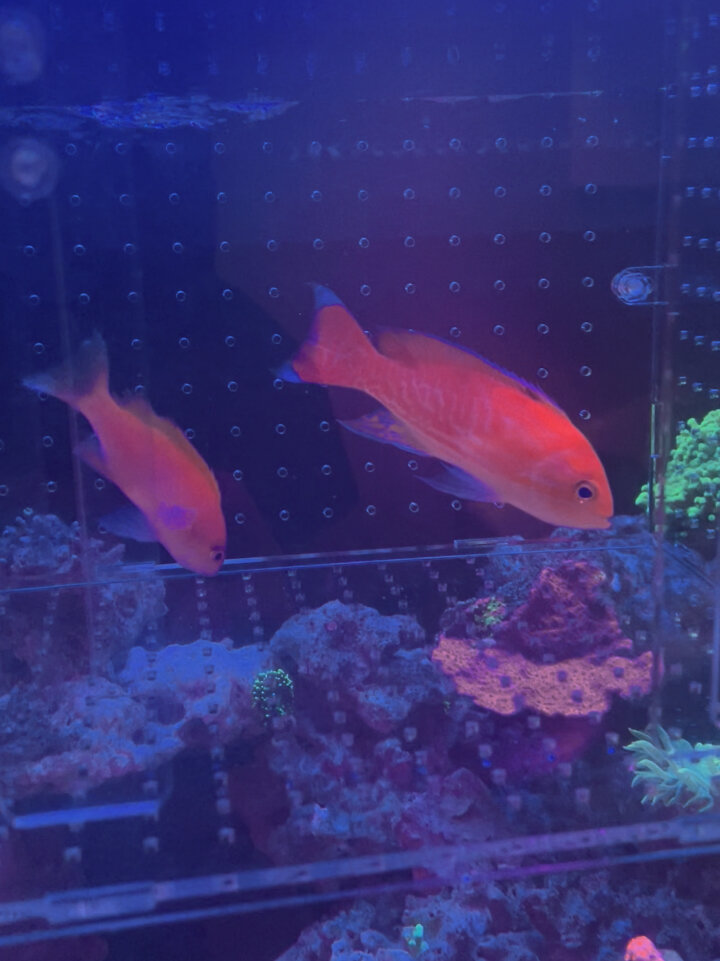 又买新啦。一公一母双斑宝石鱼