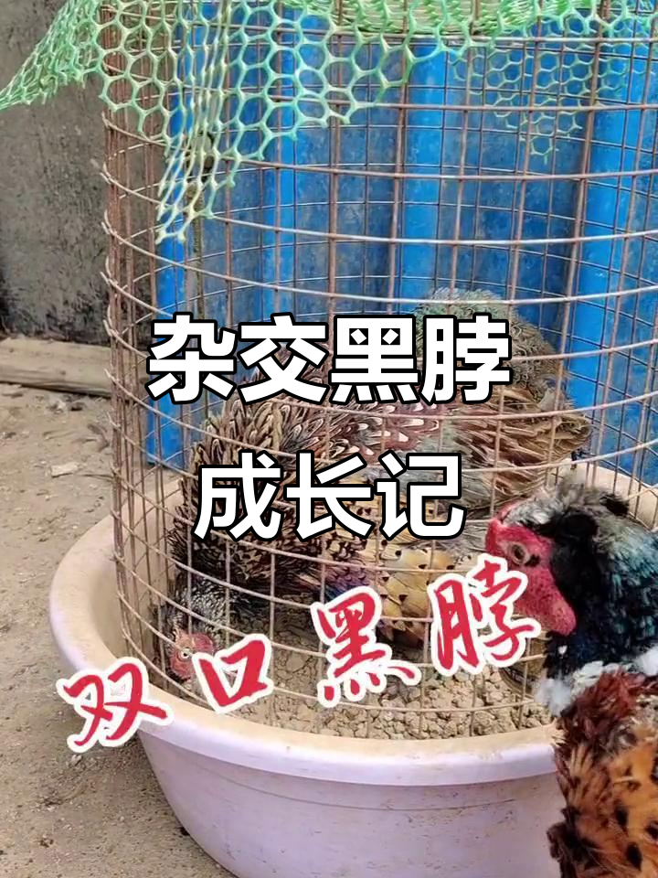 五个月杂交黑脖,斗鸡文化传承与自繁自养