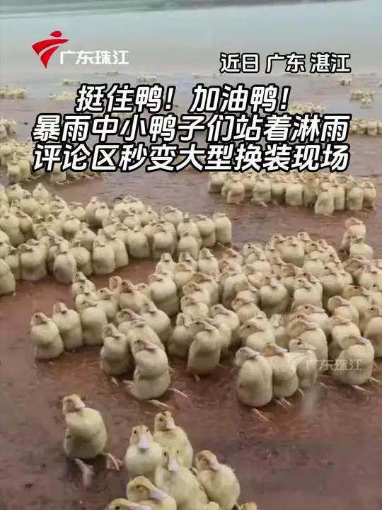 挺住鸭!近日,广东湛江。暴雨中一群小鸭子们站着淋雨,评论区秒变大型换装现场