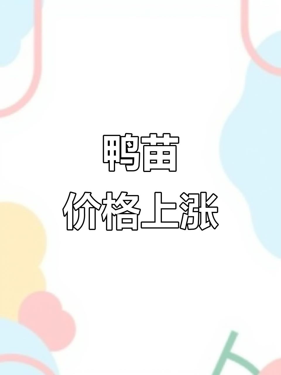 11月7日白羽肉鸭苗价格持续上涨及市场行情分析
