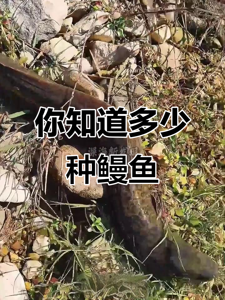 15种鳗鱼大揭秘，看看你认识几种？