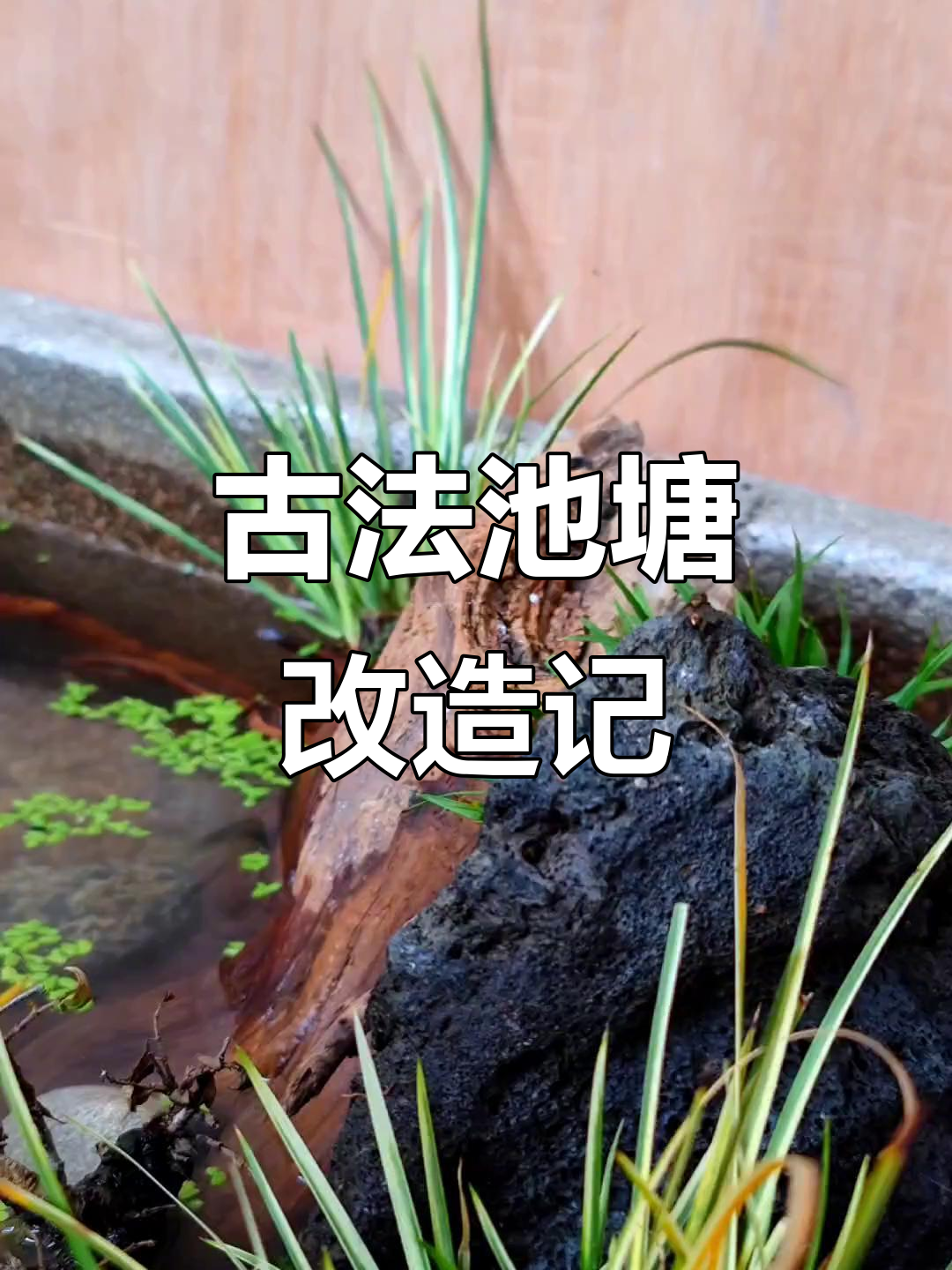 废旧洗菜池变身古法池塘,打造自然水陆环境