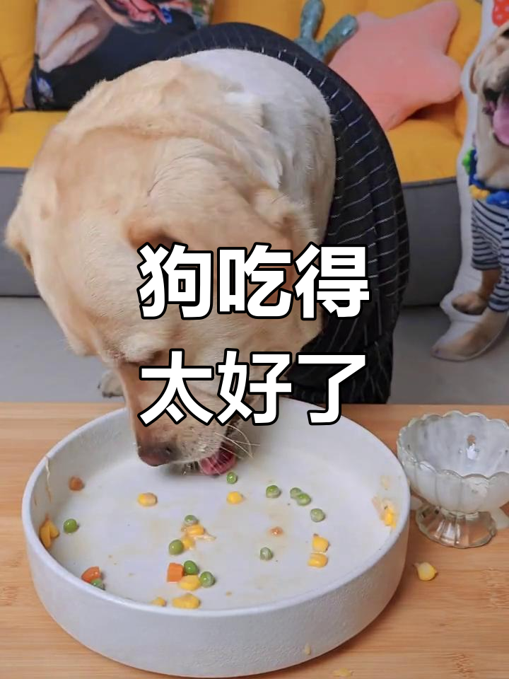 狗狗的豪华面条大餐,吃得比人还香!