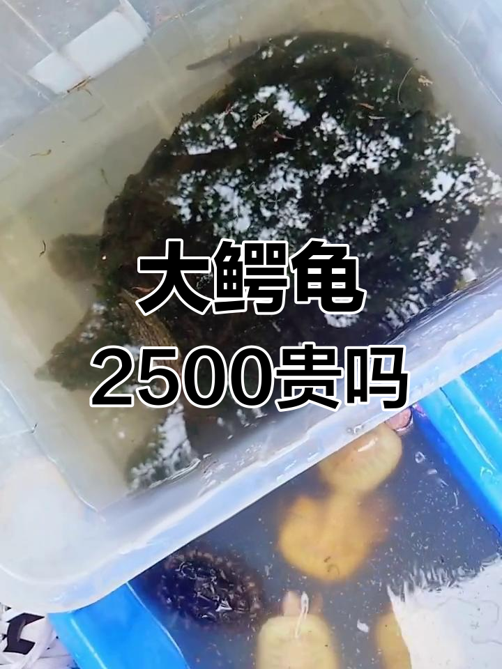 2500元一只大鳄龟,值不值?市场价格揭秘