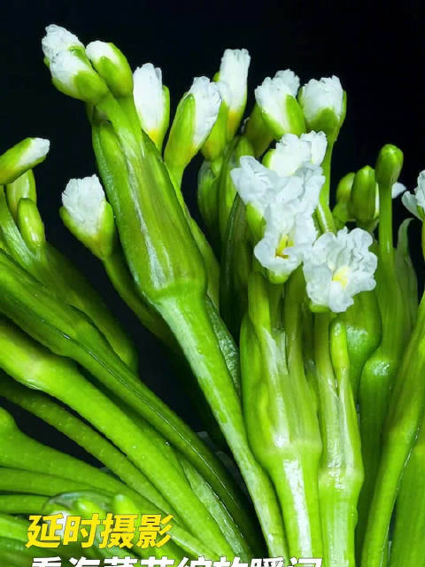 在大理州洱源县人工海菜种植基地,摄影师记录了海菜花绽放过程。镜头里,洁白的花瓣逐渐舒展,宛