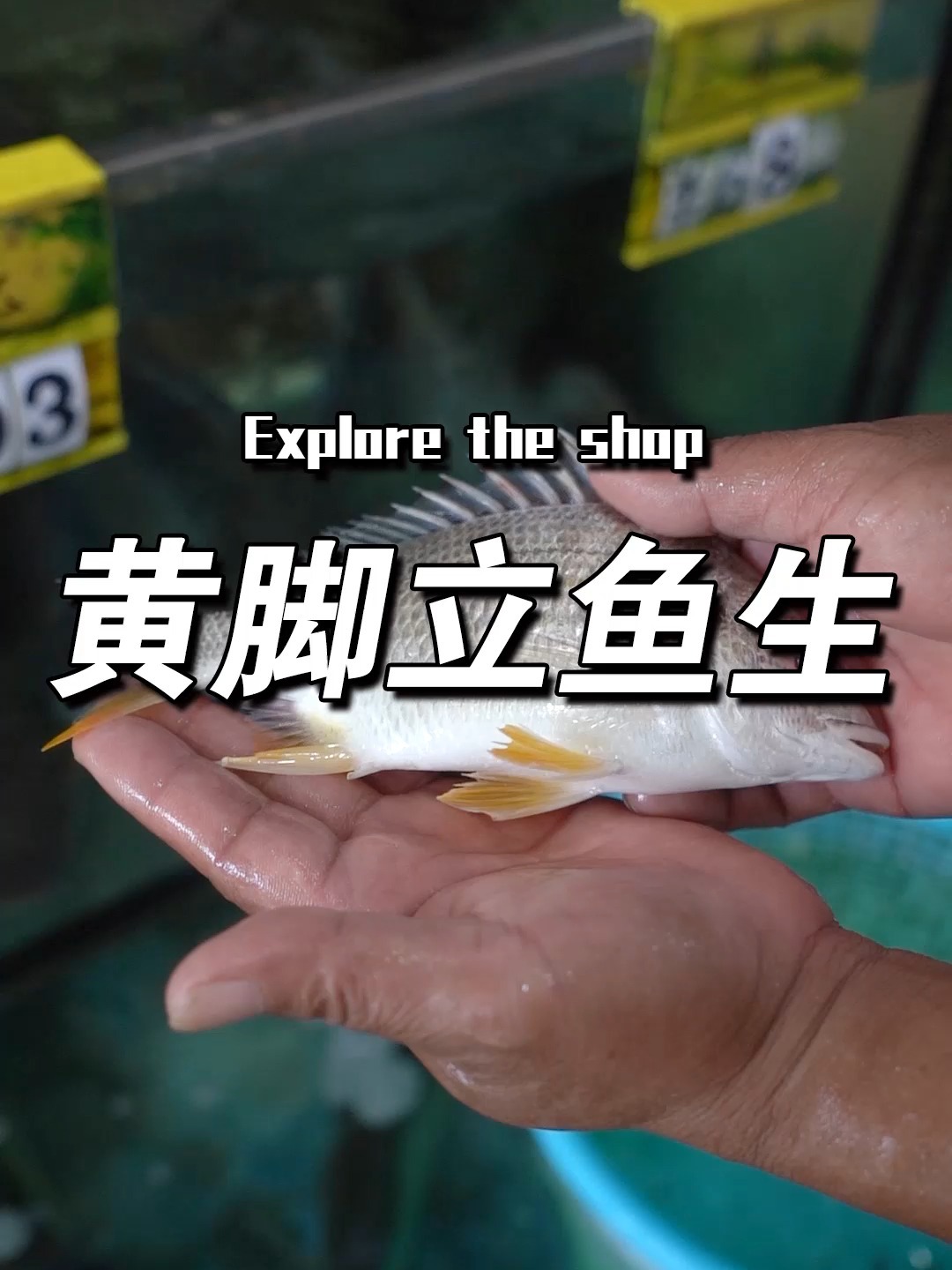 顺德正嘢:黄脚立鱼生!