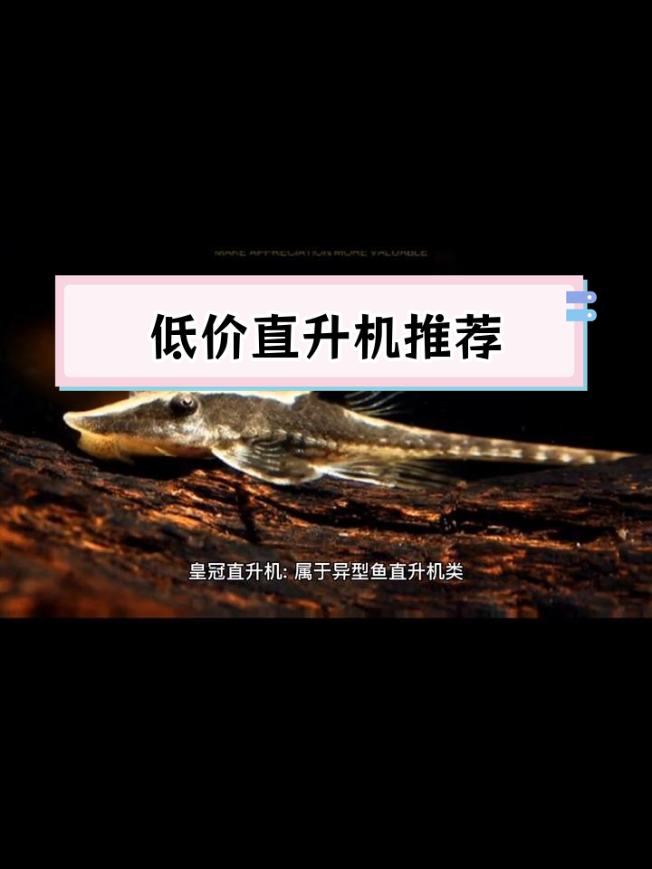 皇冠直升机:价格最低的异型鱼