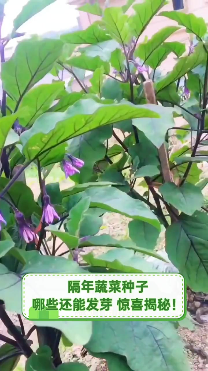 隔年蔬菜种子,哪些还能发芽,惊喜揭秘!