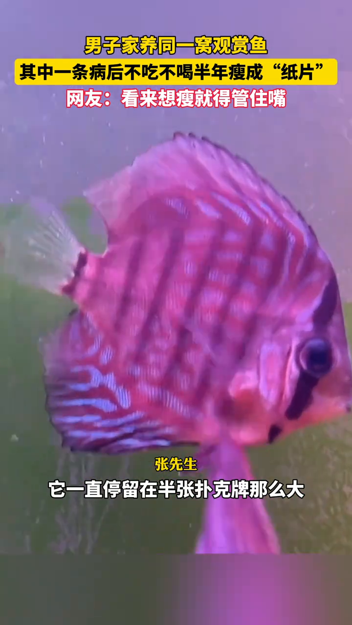 观赏鱼瘦成“纸片”