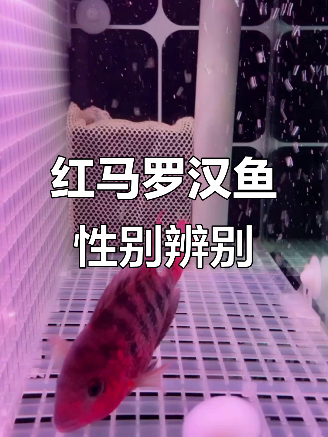 帮忙分辨红马罗汉鱼的公母,怎么判断?