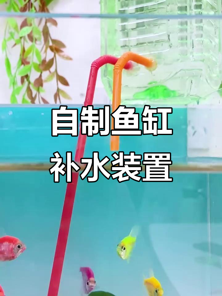 鱼缸自动补水器DIY，过年不在家也能放心