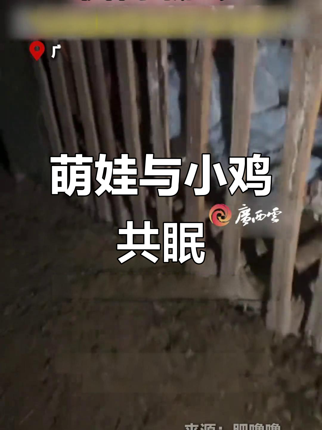 两岁宝宝偷溜进鸡笼,枕着小鸡安睡,网友笑称“舒适枕头”