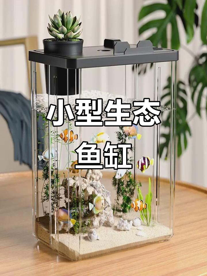 透明小缸,适合桌面造景,金鱼畅游其中