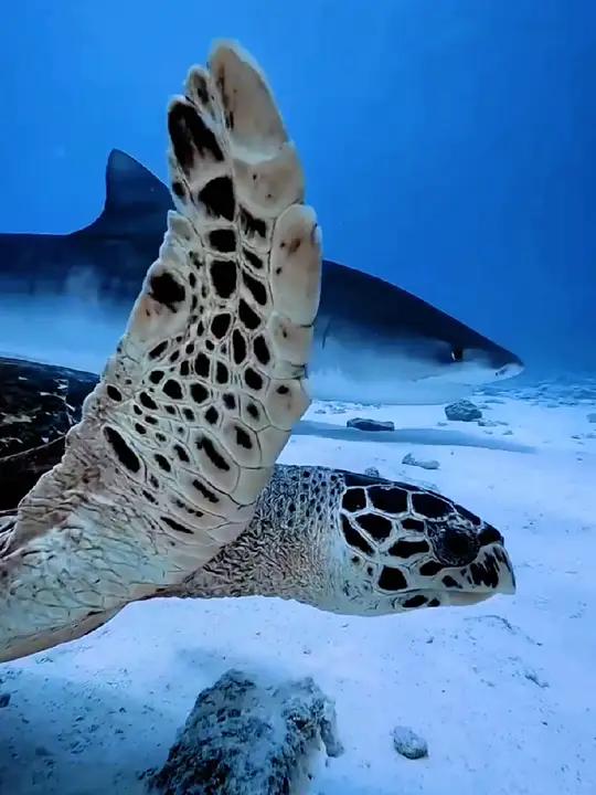 海底世界的猛兽鲨鱼,大白鲨PK虎鲸 奇妙的海洋生物 深海狂鲨 海底世界真奇妙