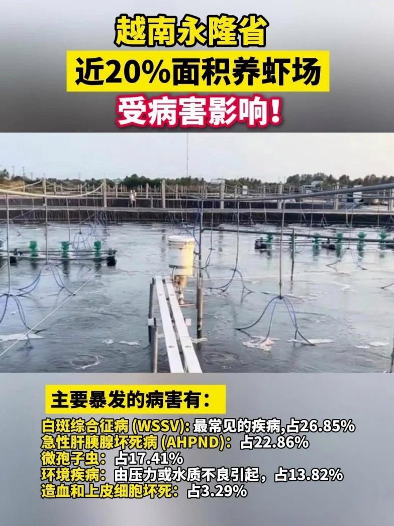 据越南农业部门调查数据,今年以来越南永隆省近20%的养虾面积受到病害的影响,黑虎虾和南美白