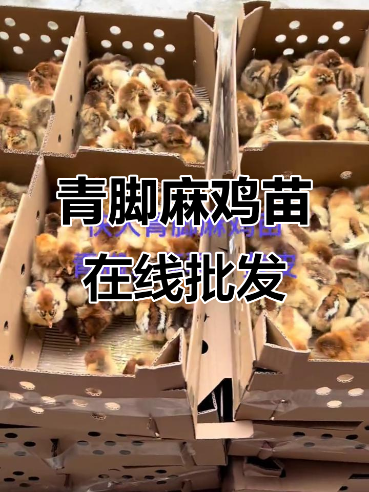 青脚麻鸡苗批发，风雨无阻等你来！