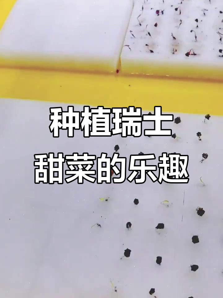 城市农夫的瑞士甜菜种植日常,轻松上手!