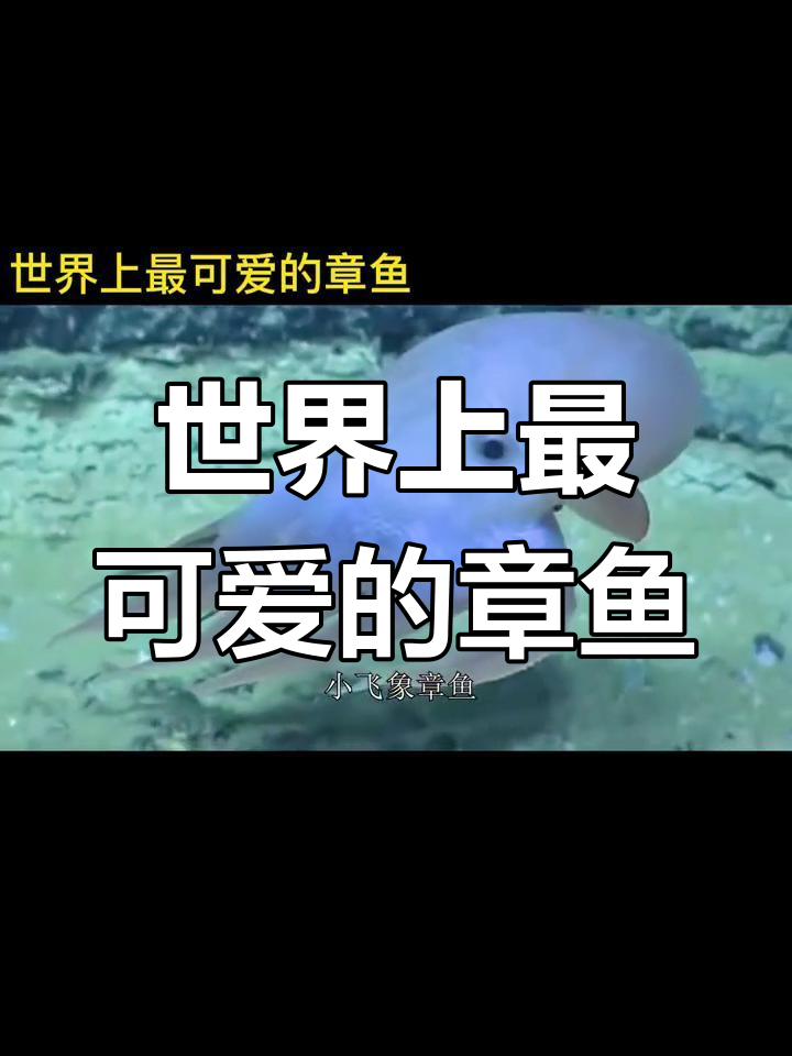 小飞象章鱼:海洋中的萌物