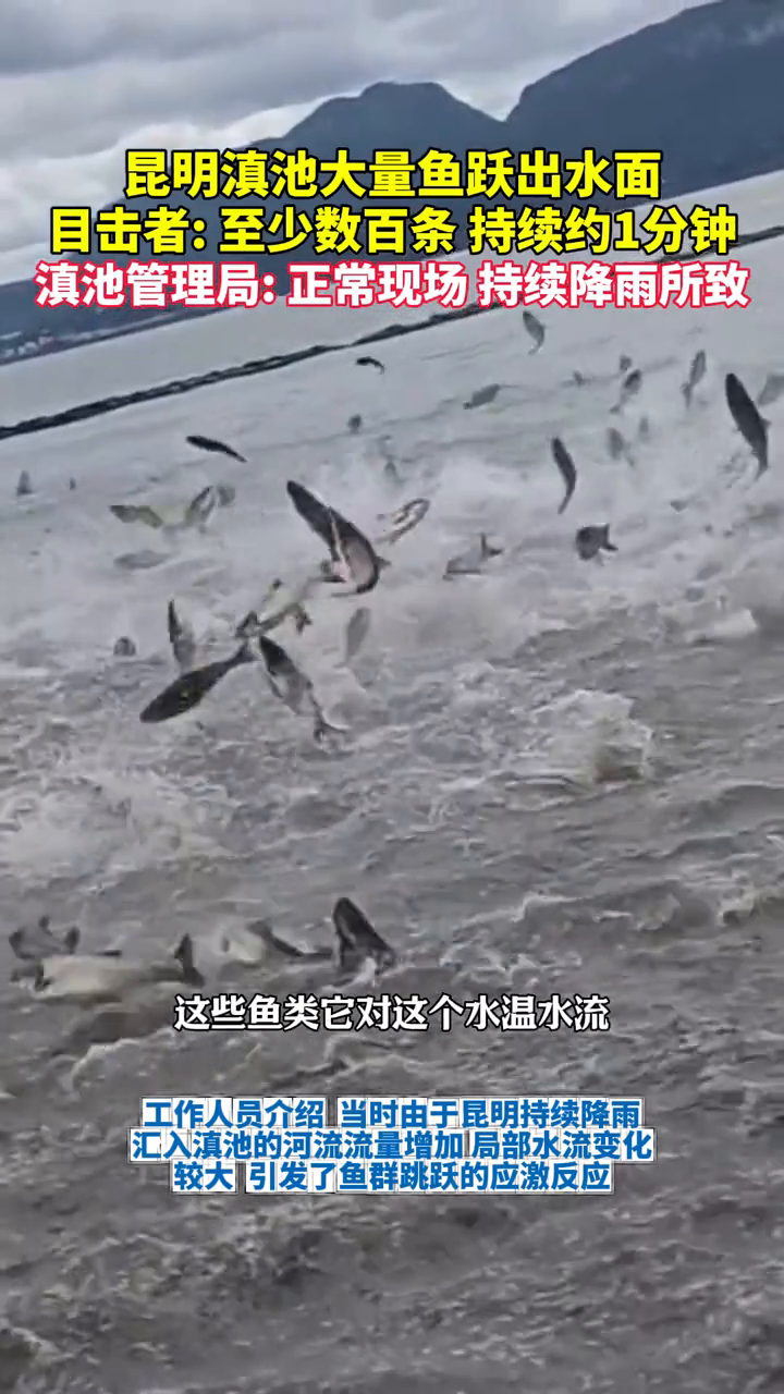 昆明滇池大量鱼跃出水面，目击者：至少数百条 持续约1分钟