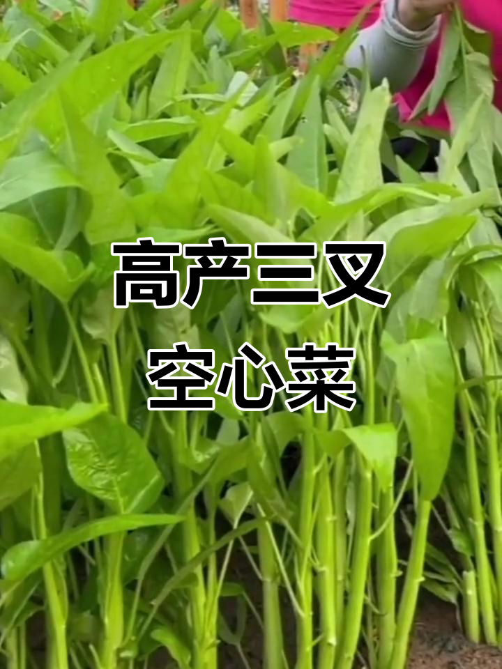 三叉空心菜,高产又美味,夏季种一次吃一季