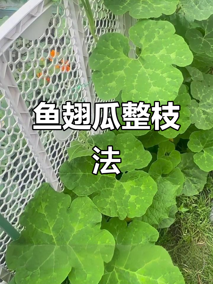 鱼翅瓜整枝技巧：主蔓结果，侧蔓适时摘心