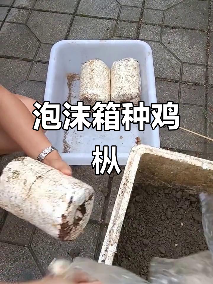 室内泡沫箱种植鸡枞菌，步骤全解析