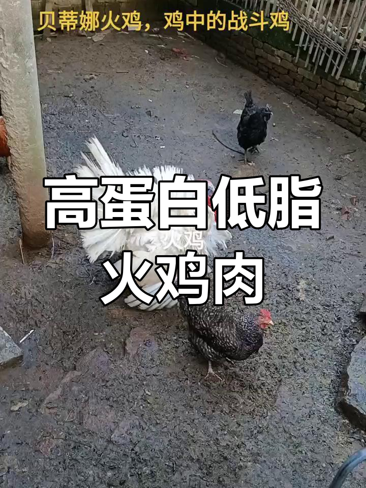 贝蒂娜火鸡:墨西哥野生品种的改良与优势