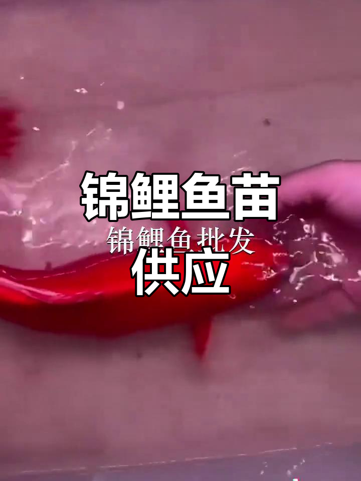 汕尾鱼苗场,锦鲤供应南宁