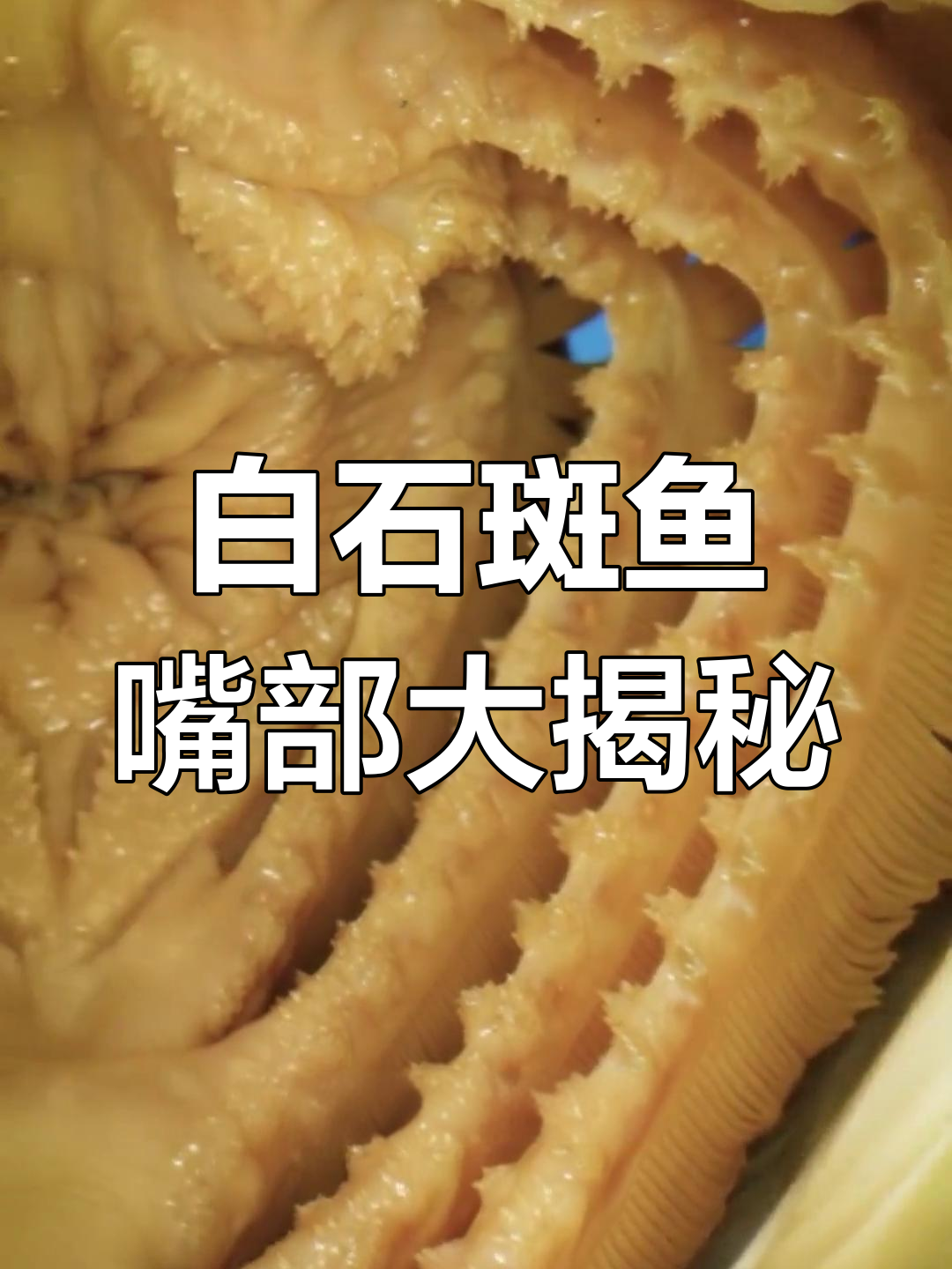 探秘白石斑鱼的神奇嘴巴,揭露鱼鳃和进食机制