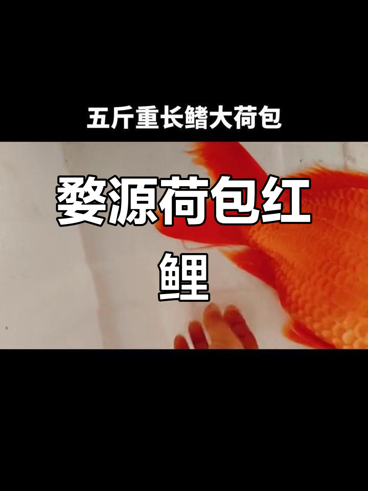 婺源荷包红鲤鱼：古法养鱼的招财之道