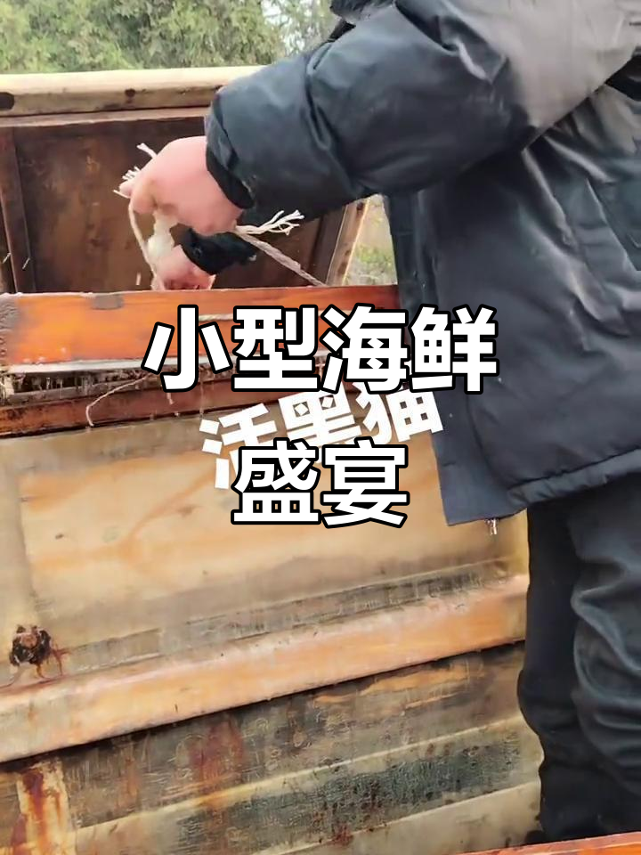 迷你海鲜大餐,黑猫鱼、八爪鱼和鱿鱼一网打尽