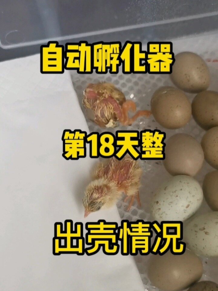 用自动孵化器孵化的芦丁鸡蛋几天出壳?
