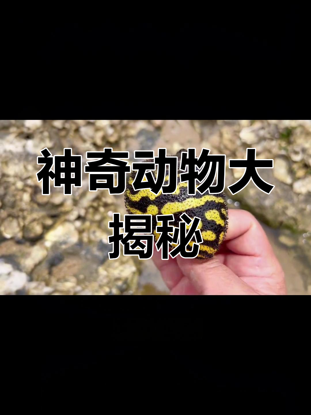 退潮时遇到神秘癞蛤蟆鱼,河豚也来凑热闹