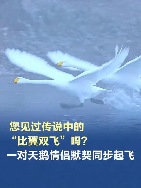 您见过传说中的“比翼双飞”吗?一对天鹅情侣默契同步起飞