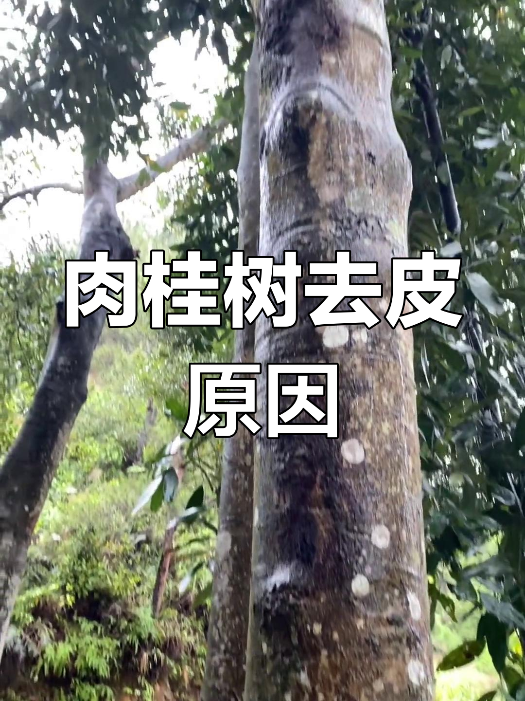 肉桂树为何要刮皮