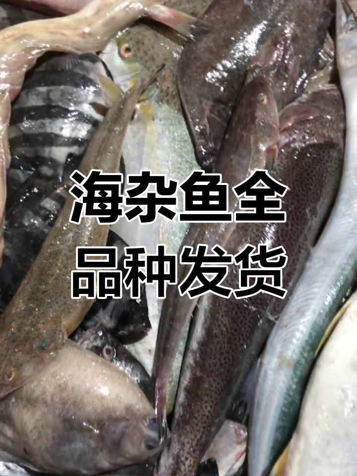 新鲜海杂鱼大集合,多种海鲜一网打尽