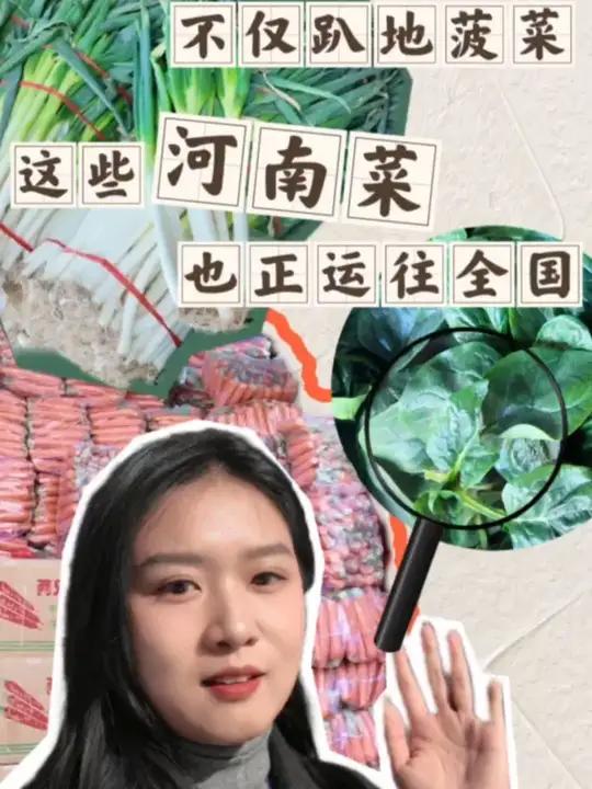 不仅趴地菠菜，这些“豫味”满满的河南菜也正运往全国！