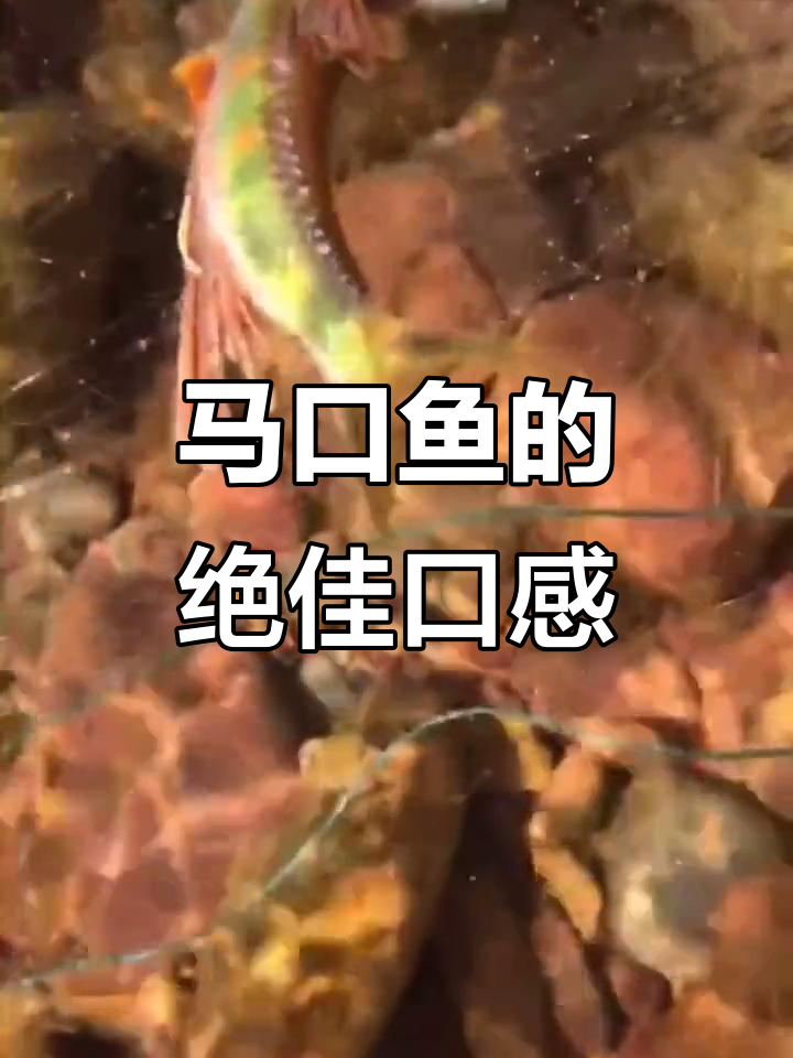夏季马口鱼最美味,烤甘蔗做法大揭秘