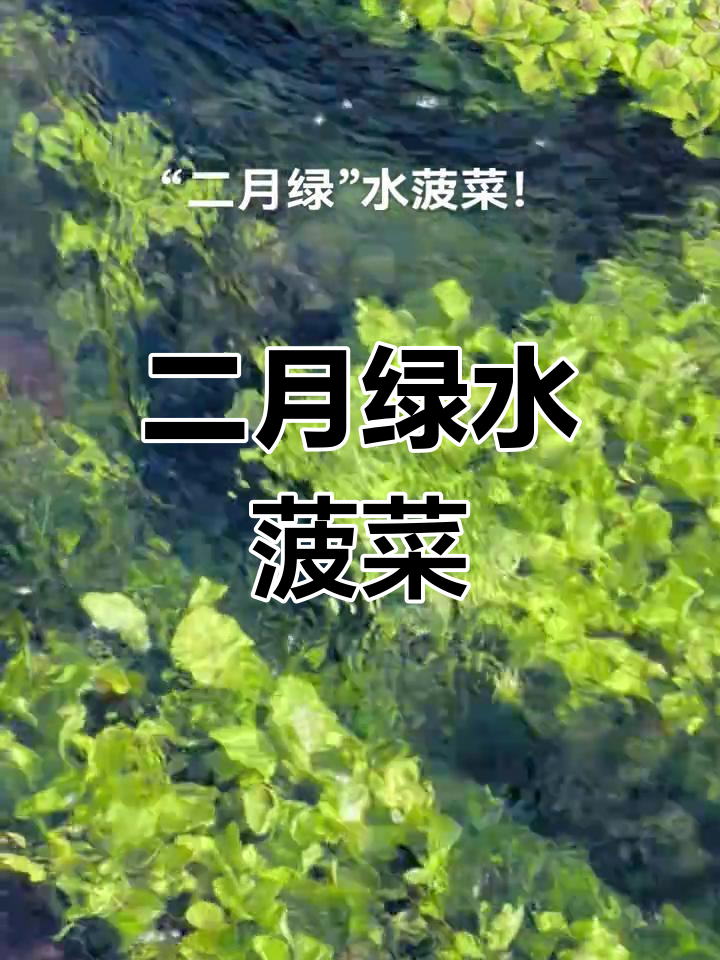 二月绿水菠菜,清亮溪水中美味野菜
