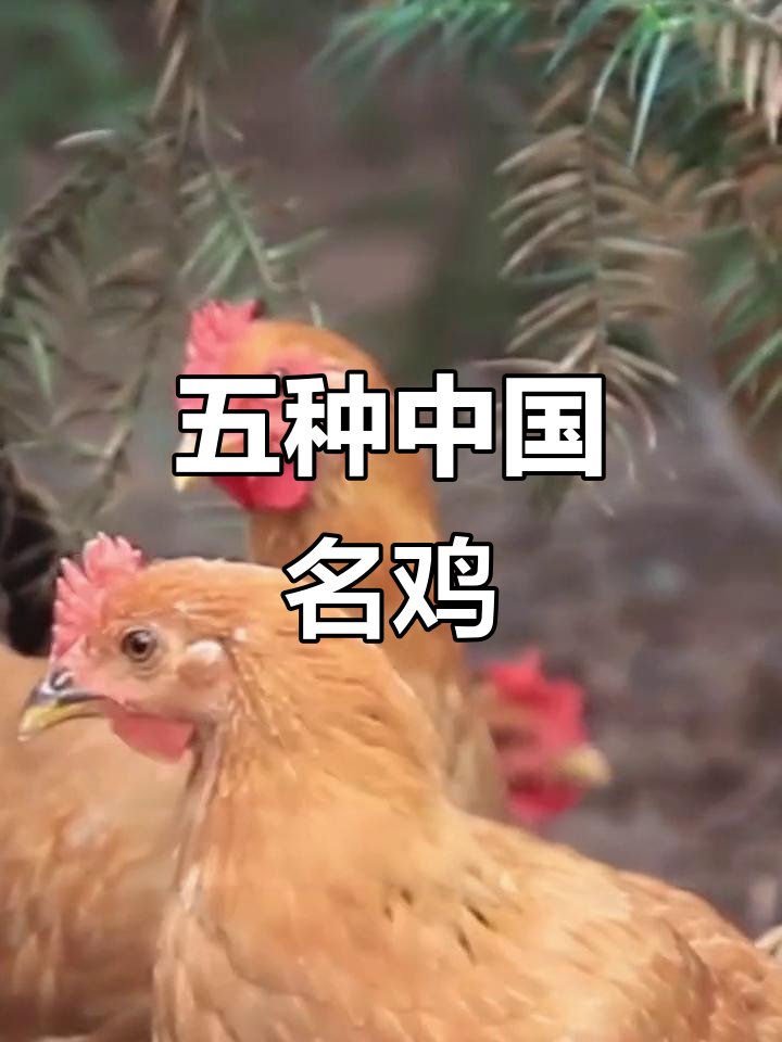 中国五大名鸡品种,你尝过几种?