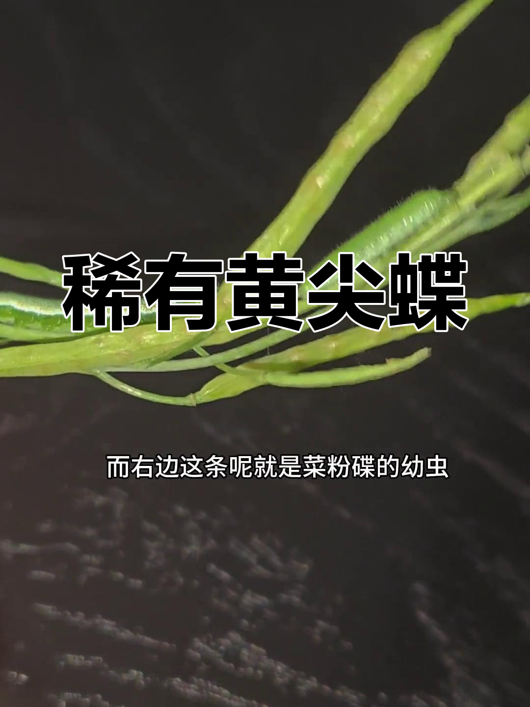 黄尖襟粉蝶,一年一度的罕见蝴蝶