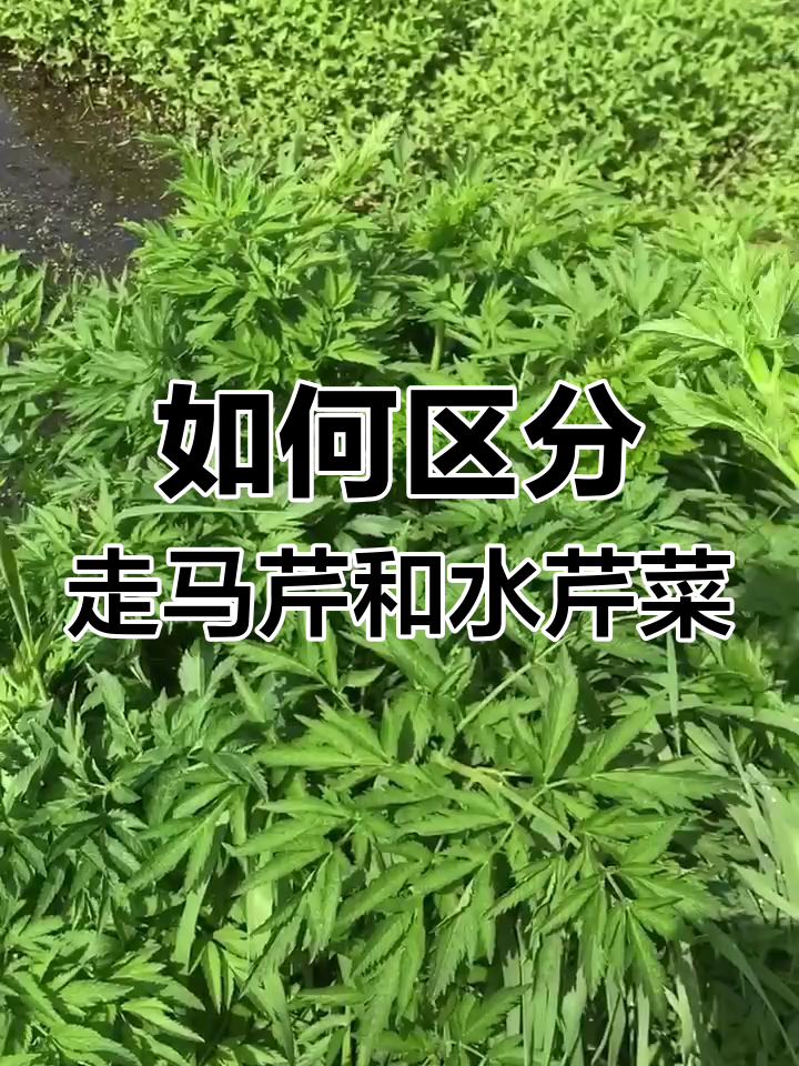 走马芹与水芹菜的区别,如何辨别不能食用的空心圆杆植物