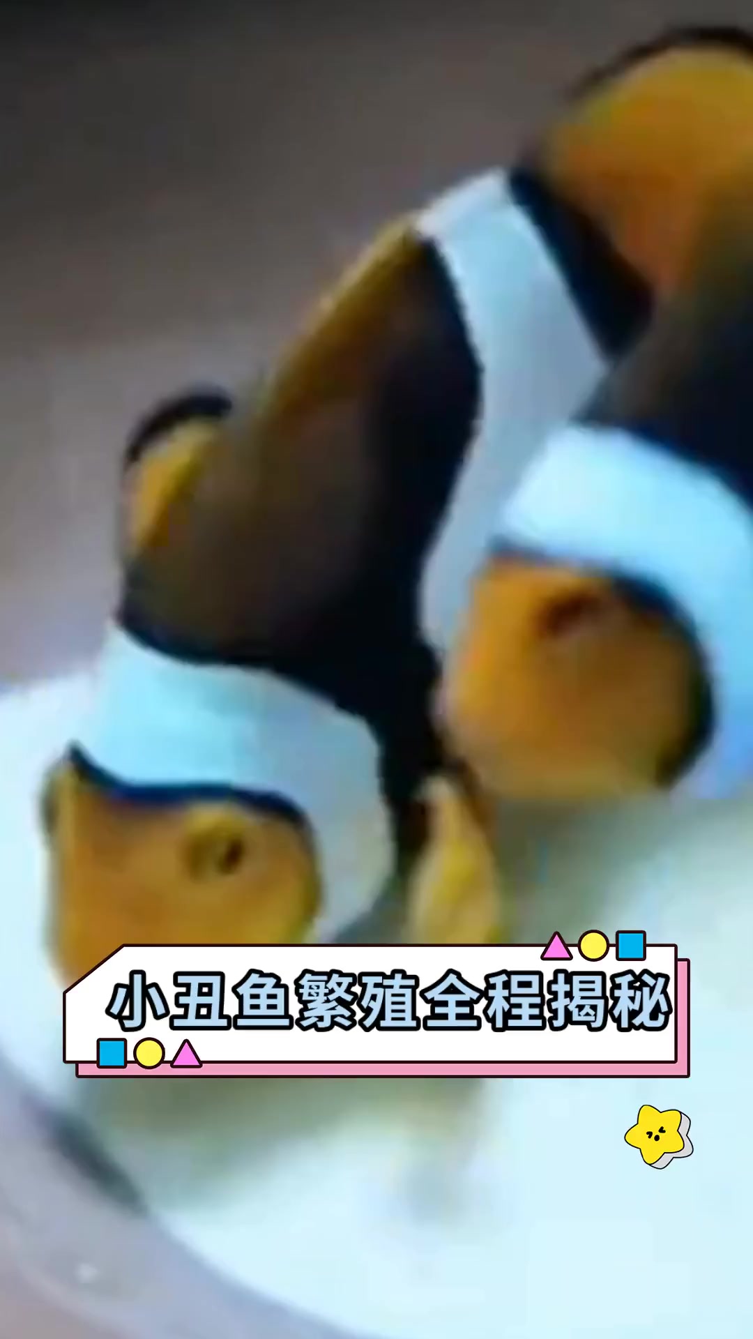 小丑鱼繁殖全程揭秘